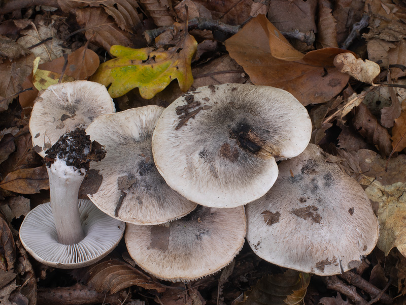 Tricholoma basirubens